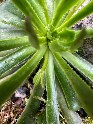 Lewisia cantelovii, photograph 2