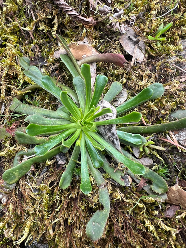 Lewisia cantelovii, photograph 1