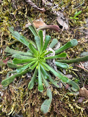 author not stated, no rights reserved Lewisia cantelovii, photograph author not stated, no rights reserved