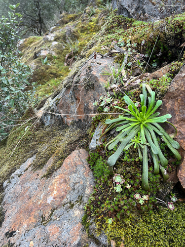 Lewisia cantelovii, photograph 6