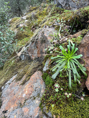 Lewisia cantelovii, photograph author not stated, no rights reserved