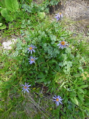 Aster flaccidus