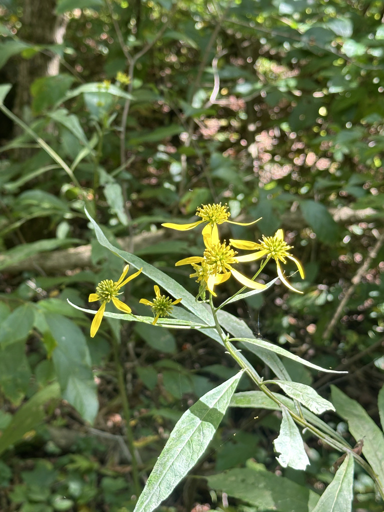 Wingstem Dead Wingstem from Monongalia, West Virginia, United States on September 10 ...