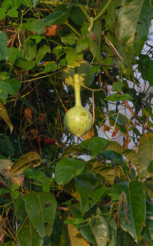 Calabash