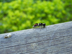 Pseudomethoca hilaris