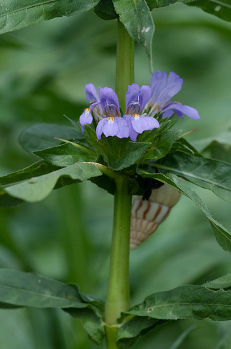 Kokilasha