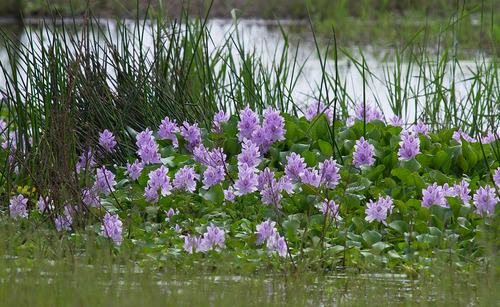common water hyacinth