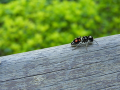 Pseudomethoca hilaris