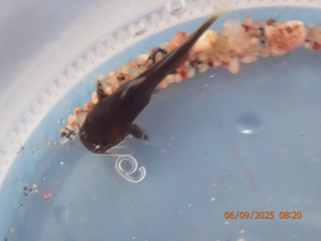 Lophiobagrus