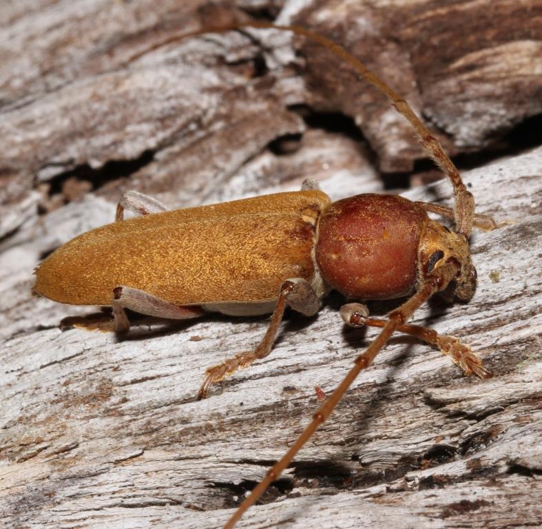 Enaphalodes archboldi