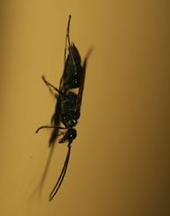 Trirogma caerulea