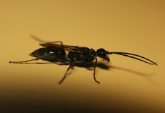 Trirogma caerulea