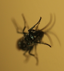 Trirogma caerulea