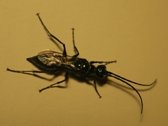 Trirogma caerulea