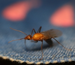 Camponotus irritans