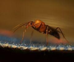 Camponotus irritans