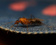 Camponotus irritans
