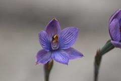 Thelymitra × dentata