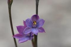 Thelymitra × dentata