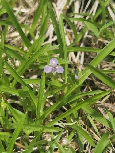 Nakedstem dewflower (Murdannia nudiflora)