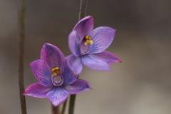 Thelymitra × dentata