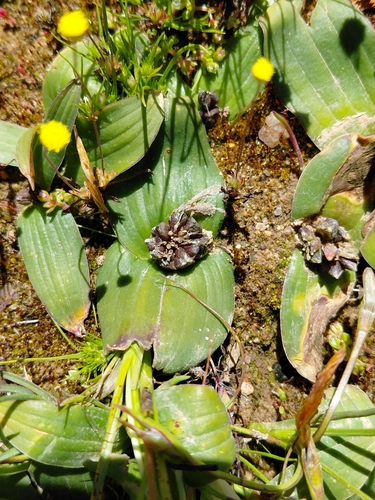Pygmy Polyxena (Lachenalia pygmaea)