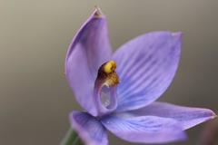 Thelymitra × dentata