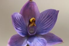 Thelymitra × dentata