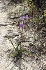 Thelymitra × dentata