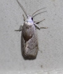 Xylorycta apheles