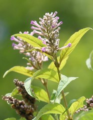 Buddleja japonica