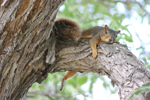 iNaturalist observation 2025-08-16
