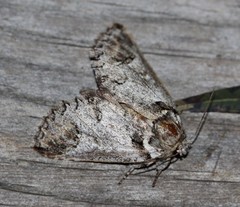 Antithemerastis acrobela