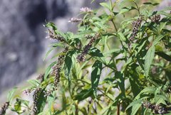 Buddleja japonica