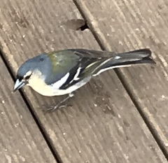 Fringilla coelebs moreletti
