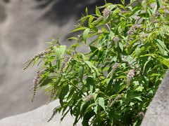 Buddleja japonica