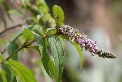 Buddleja japonica
