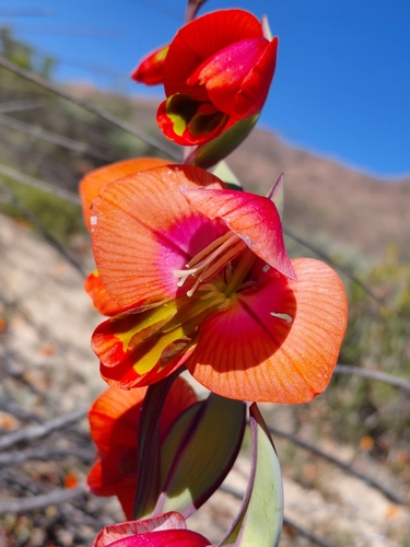 Orange Kalkoentjie (Gladiolus equitans)