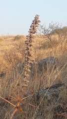 Echium glomeratum