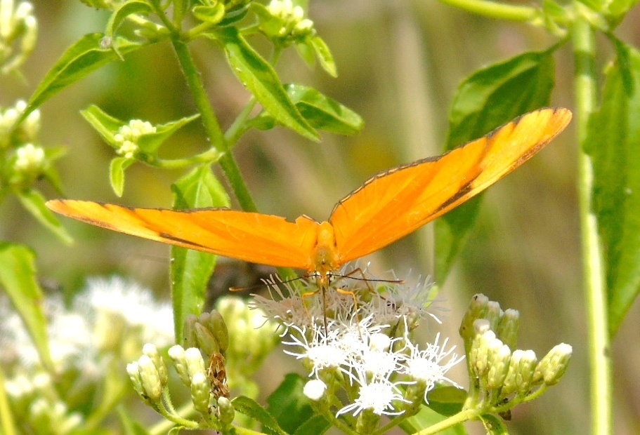 Dryas iulia moderata