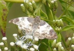 Polyctor cleta