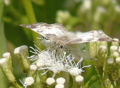 Polyctor cleta