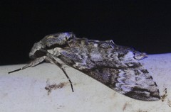 Psilogramma menephron