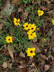 Coreopsis tinctoria