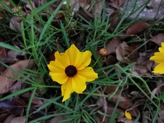 Coreopsis tinctoria