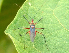 Zelus grassans