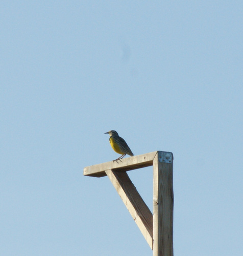 iNaturalist observation 2025-05-02