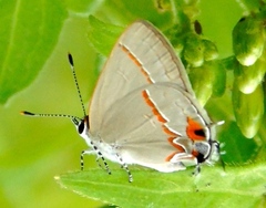 Electrostrymon hugon