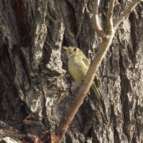 iNaturalist observation photo of Hutton's Vireo