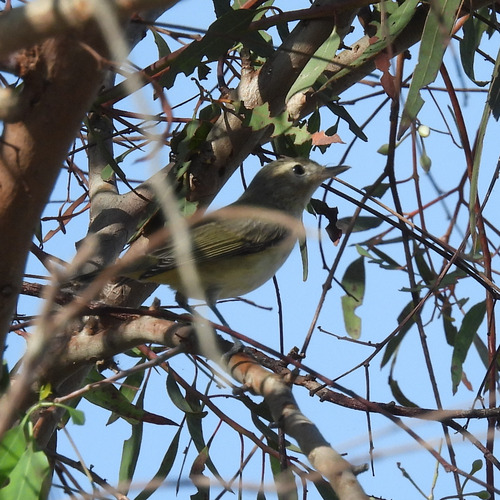 iNaturalist observation photo of Western Warbling Vireo